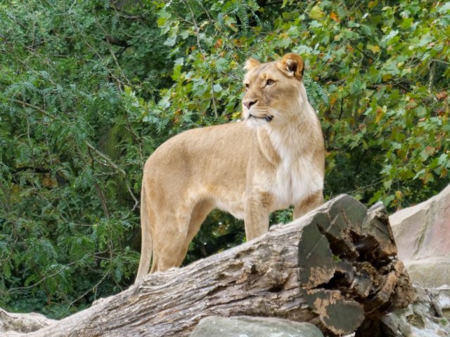 berlinzoo18